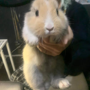 sipping faygo (feat. Hollow) (Explicit)