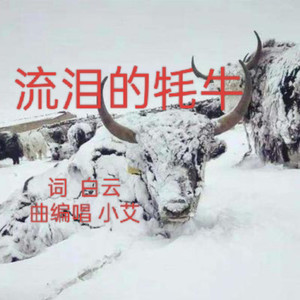 流泪的牦牛