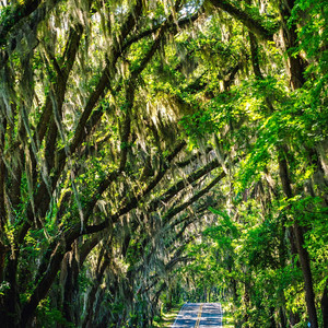 OUT THE JUNGLE (Explicit)