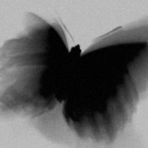 black butterfly (Explicit)