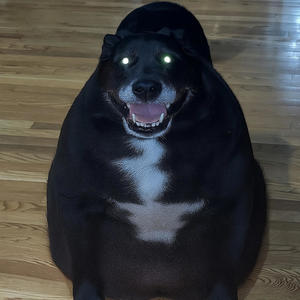 fat dog