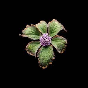 Street Poem (Explicit)