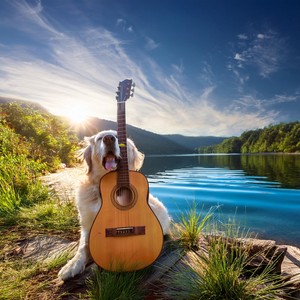 Soothing Streams for Dogs: Relaxing Guitar Tunes