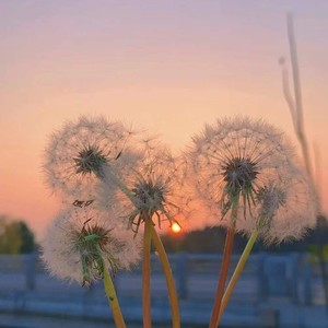 The Dandelion's Promise—Jay (remix: 王睿WAM)