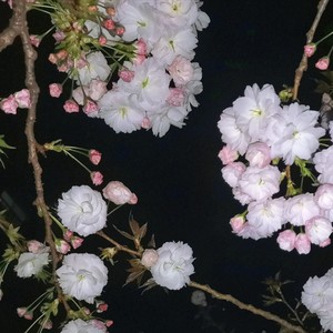 我不要深情和愚昧