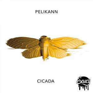 Cicada