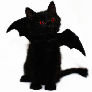 Chooser - Напуганный котёнок (Explicit)