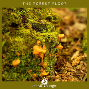 The Forest Floor