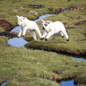 BURY ME IN RACK$ (Prod.nathan) (feat. JJARED) (Explicit)