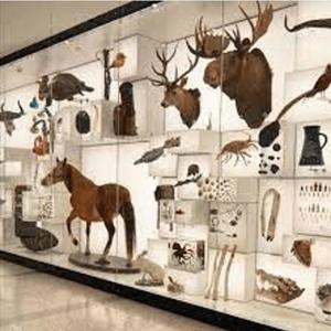 visa (feat. ynx) (Explicit)