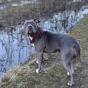 HOODRICH (feat. Brandon Bling) (Explicit)