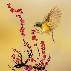 怀念灿烂多彩的青春