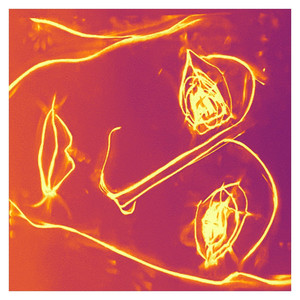 Lowerslowde (Explicit)