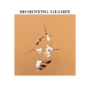 Morning Glory