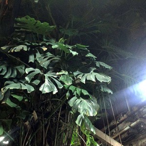 Dirt (prod. tengulovemoney, UMRA|Explicit)