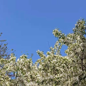 影子 (Demo)