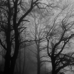 poison tree (slowed)