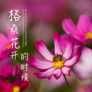 格桑花开的时候