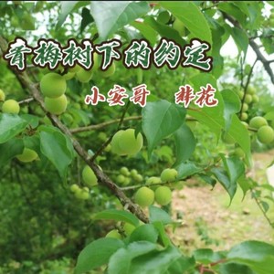 青梅树下的约定