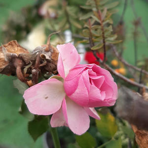 Goodbye my love Goodbye (feat. Frank O'Dea & Olya Lishchyshyn)