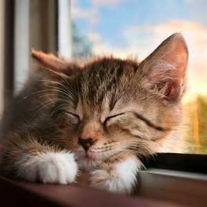 Comfort For Your Pet's Heart