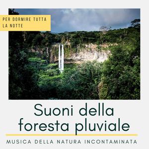 Suoni della foresta pluviale: Musica della natura incontaminata per dormire tutta la notte