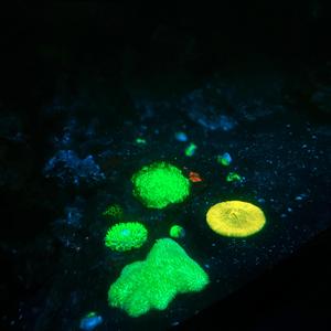 I Love the Friends I Made in My Head