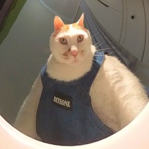 The Best Of Me（哈基米）