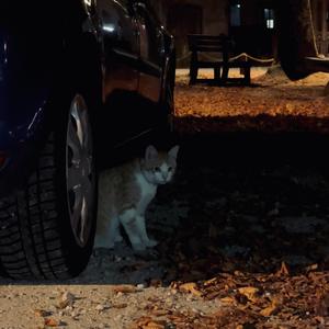 Tigresse (feat. Kozu) (Explicit)