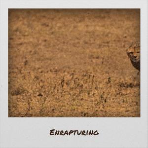 Enrapturing