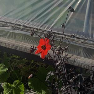 Four Flower Pots (feat. Viktoriya Valcheva)