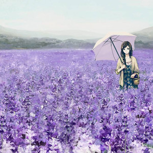 白色桔梗花封面