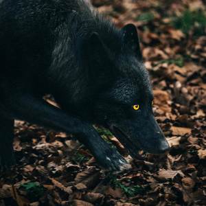 Critique How I Speak (Explicit)