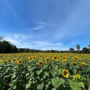 Sunflowers