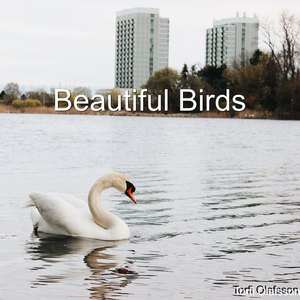 Beautiful Birds