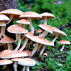 Fungi (feat. BigMars & Staleconnor) (Explicit)