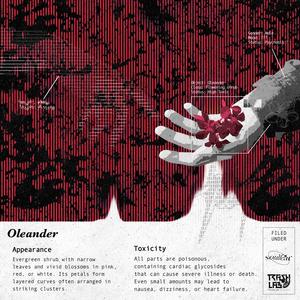 ยี่โถ (Oleander)