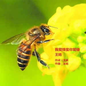 我爱蜂蜜你爱糖