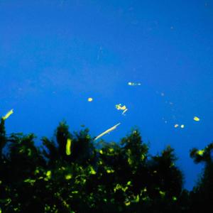 firefly's (Explicit)