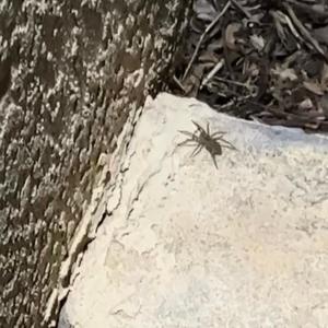 LOSE MY TEETH (Explicit)