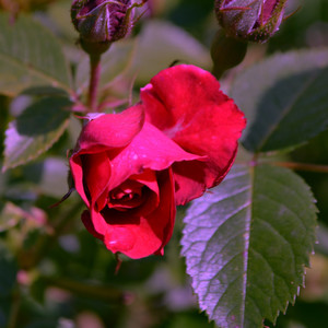 Last Night on Earth (Original Mix)