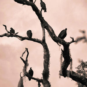 Vultures