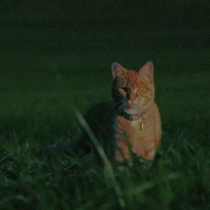 Sonhando Alto (Explicit)