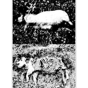 FLESH + BONE (Explicit)