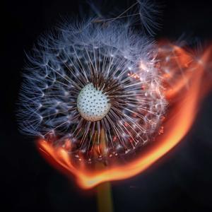 Far From The Fire (Explicit)