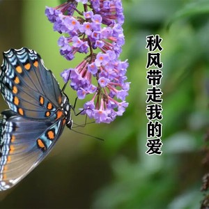 秋风带走我的爱DJ (DJ版)