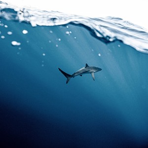 Deadmozar7 - 小森林篇