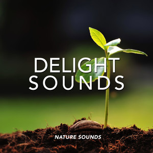 Delight Sounds