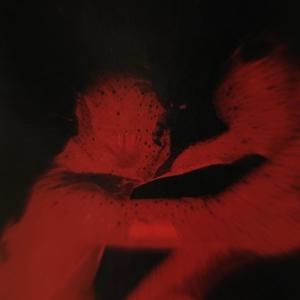 2AM (feat. EION & Jizzy's Secret) (Explicit)