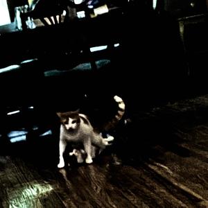 (8e08_(902o~7)-Int0xIcAnt__[Fe\0|2]]